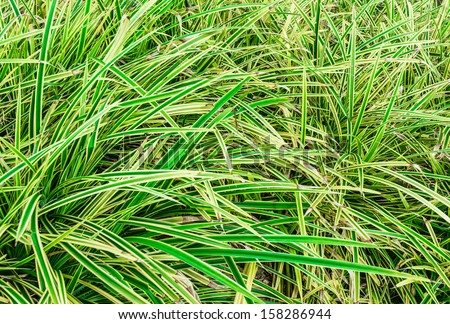 close up green and yellow color tone grass pattern cover detail on nature detail