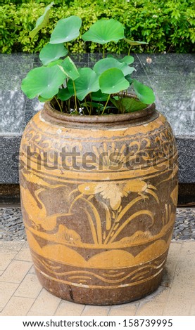 lotus plant in big old baked clay jar on public natural park