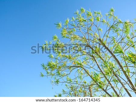 small leaf and many tree on blue sky with sunshine outdoor