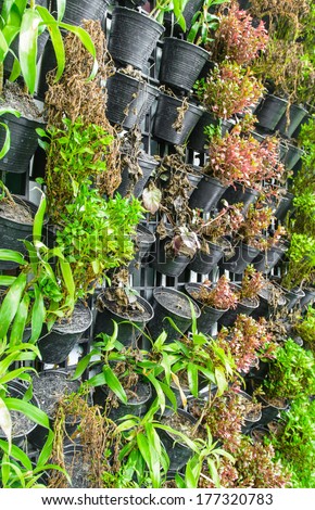 close up vertical farm green plant pattern in many black pot cultivation on steel grating and wall