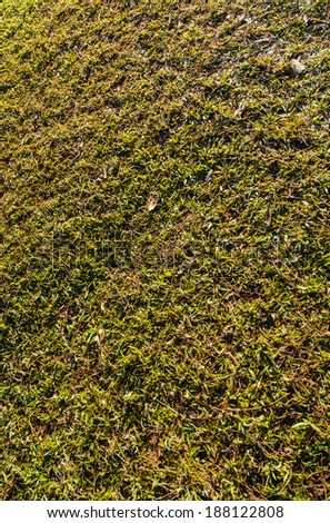 old Green color grass texture from a field pattern sunshade outdoor