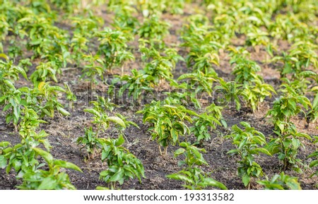 lot of little green plant growth for farm on ground natural garden