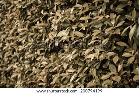 old leaf bush of tree natural wall texture at outdoor decoration