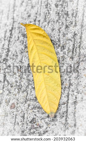 old leaf detail on concrete floor background