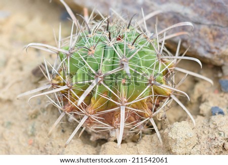 small green plant cactus of ferocactus latispinus at desert garden