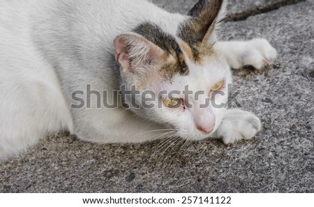 thai Cat white on the concrete street road