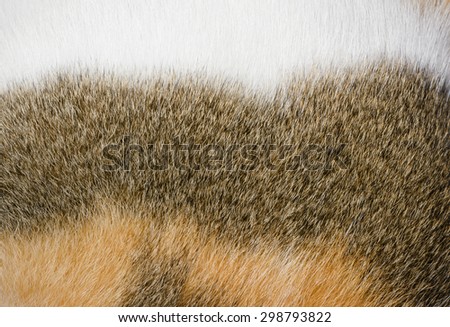 close up fur of cat wool pattern marco