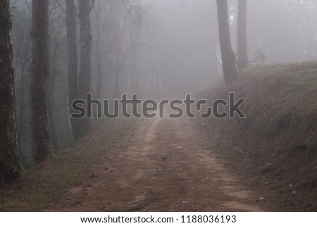 road in rural in mist and fog. nature landscape on cold autumn evening. footpath trail in mysterious forest.
