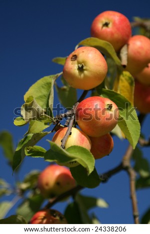 Apples on the twig against blue sky. Shallow depth of field.