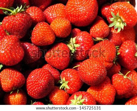 basket of strawberries in a strawberry field