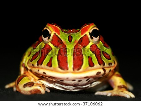 ornate pacman frog