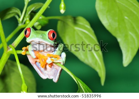 one of the most beautiful creatures on planet earth:the red eyed tree frog (agalychnis callidryas)