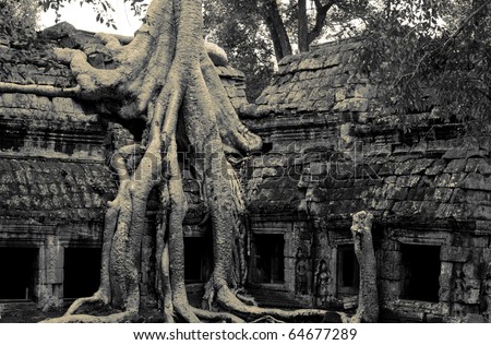 the hidden jungle temple ta prohm near angkor wat in siem reap,cambodia is one of the most fascinating places on planet earth.
