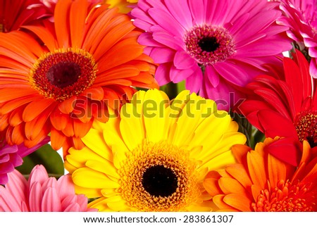 Daisy flower gerbera bouquet isolated