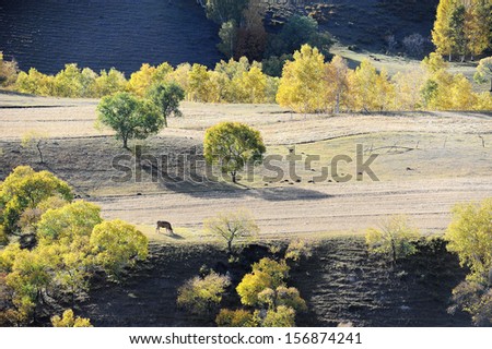 Grazing horse in upland with colorful trees in autumn