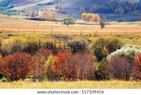 Colorful autumn scenery in upland field