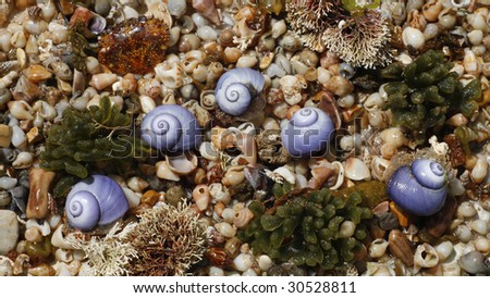 Still-life of sea subjects from a small shell rock and blue snails