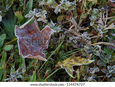 Frosted Ground Cover