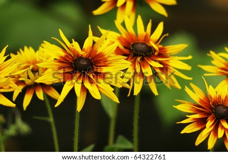 yellow-brown flowers