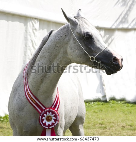 JANOW PODLASKI-AUGUST 20: Grey stallion champion with red wreath on neck during Arabian Horses Show before Auction  on August 20, 2010 Janow Podlaski, Lubelskie,Poland.
