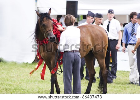 JANOW PODLASKI-AUGUST 20: Bay stallion champion with red wreath on neck during Arabian Horses Show before Auction  on August 20, 2010 Janow Podlaski, Lubelskie,Poland.