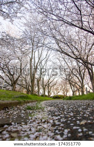 Cherry Blossom Pathway in a Beautiful Landscape Garden