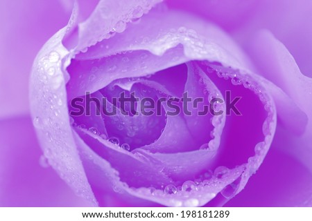Full frame shot of soft rose flower with shallow depth of field with focus on centre of flower