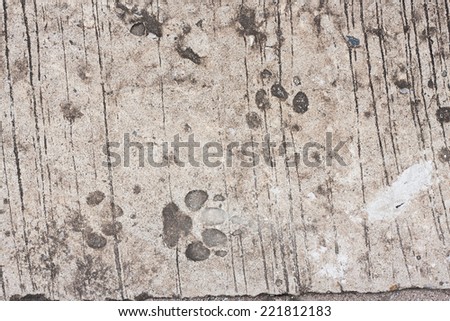A dog \'s footprints on cement floor background