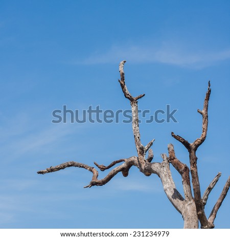 Burnt trees against the blue sky