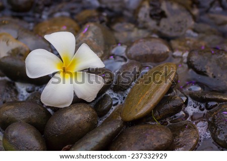 spa concept background - Zen massage stones with frangipani plumeria flower in water reflection