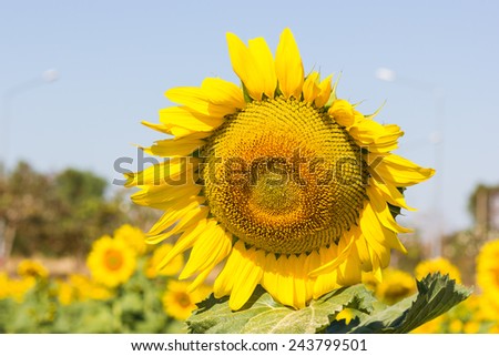 Close-up of sun flower against a blue sky background
