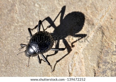 a beetle walking on a stone in namibia