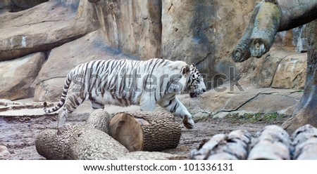 White tiger in Moscow the zoo. Rare, endangered species. In the wild nature doesn\'t meet