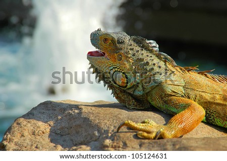 The iguana lies on a stone against water streams