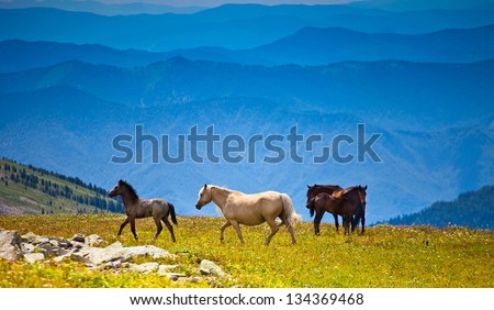 Horses and stallions on herbs field of mountain peak in summer day, Altai, Russia