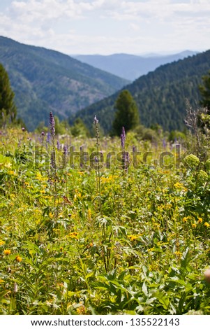 Beautiful mountain flower on zoom with mountains and valley behind