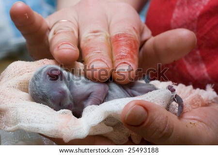 new born kittens pictures