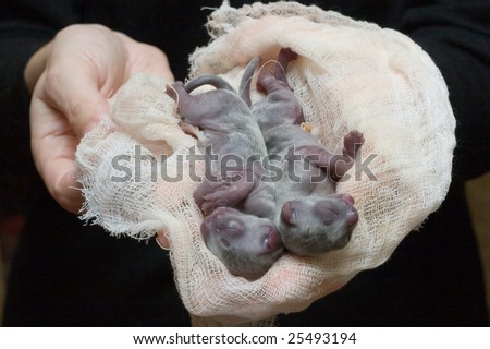stock photo : Newborn kittens