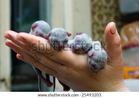 Newborn kittens of breed Russian Blue five minutes after a birth