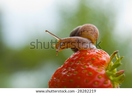 Garden snail creeping on a ripe red berry of a strawberry