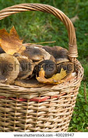 The big wattled basket full of mushrooms costs on green grass