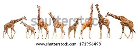 Giraffe (Giraffa camelopardalis), isolated on white background Portrait of a giraffe isolated on white background