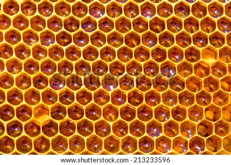 fresh honey in cells. Close up of honeycomb