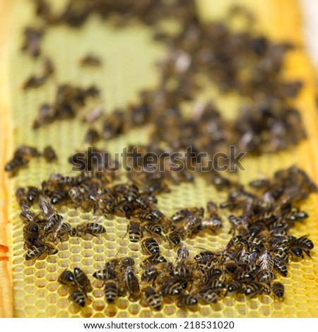 Bees working on honey cells. Close up macro.