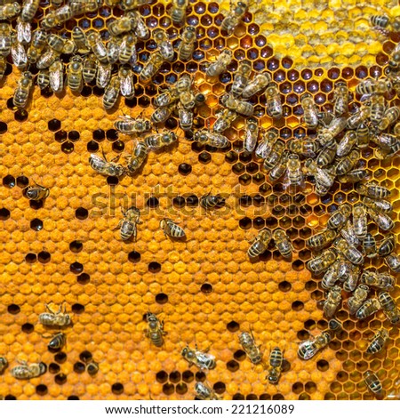Bees working on honey cells. Close up macro.