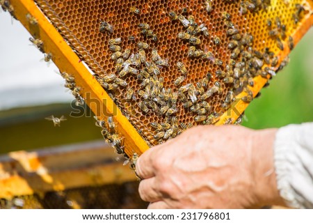 Work bees in hive Bees convert nectar into honey and close it in the honeycomb, and care for larvae