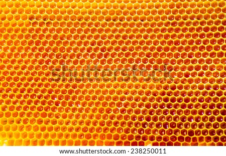 bees work on honeycomb with sweet honey