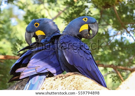Pair of Hyacinth macaws perching together on a branch, Pantanal, Brazil