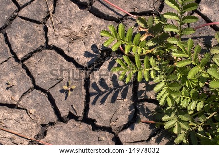 Green bush on a background of dry ground.