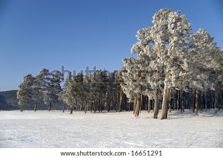 Slope of a mountain. A tree in snow on a background of the light-blue sky.